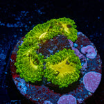 Emerald Murals Zoanthid colony growth in reef aquarium
