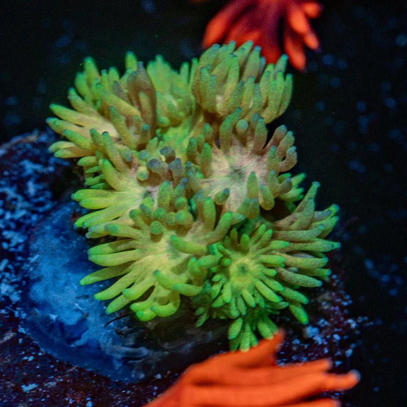 Encore Goniopora Coral with flower-like polyps in reef aquarium