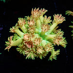 Encore Goniopora with flower-like polyps in a saltwater aquarium