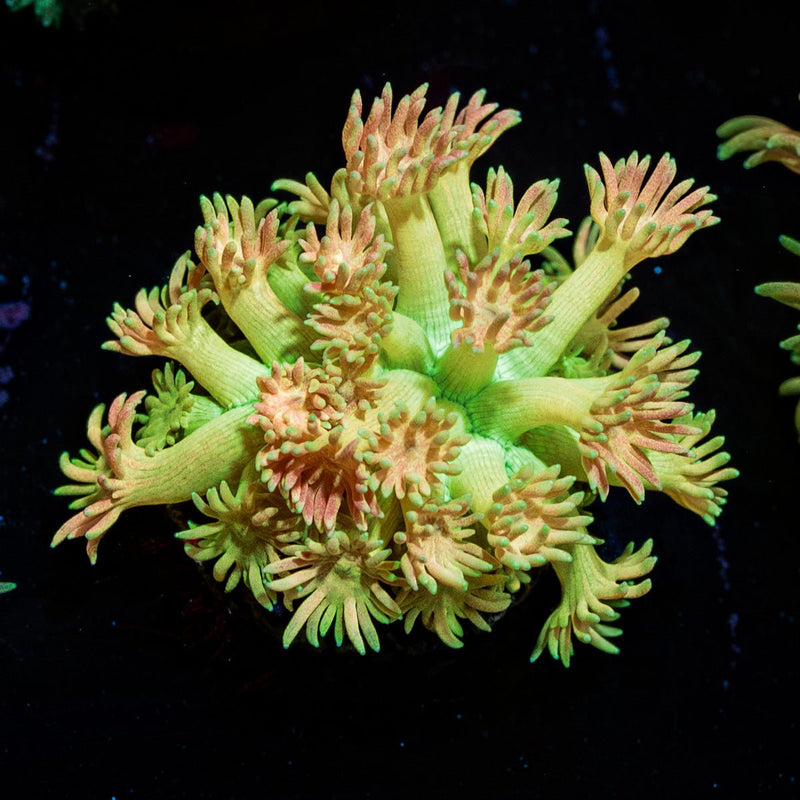 Encore Goniopora Coral
