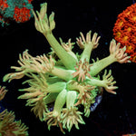 Encore Goniopora with flower-like polyps in a saltwater aquarium