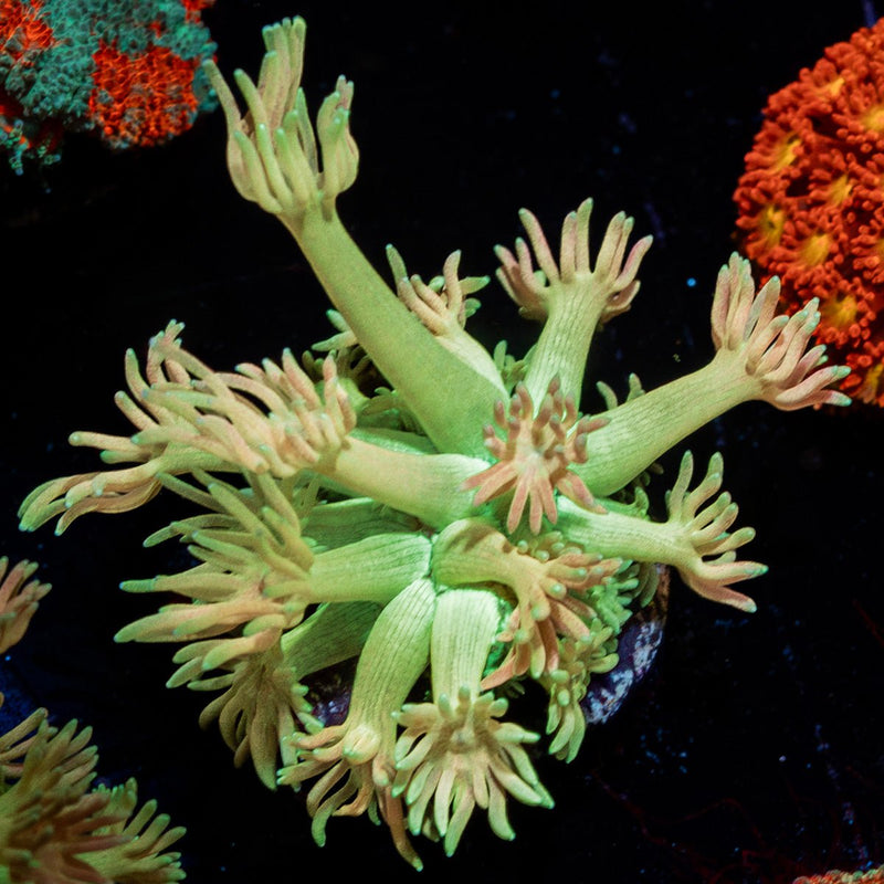 Encore Goniopora Coral