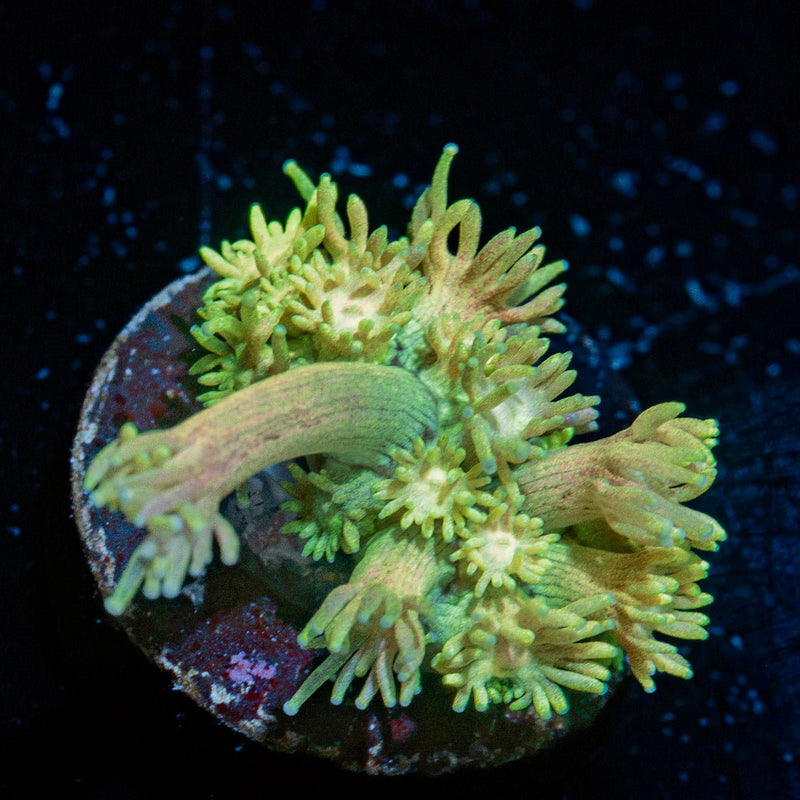 Encore Goniopora Coral with flower-like polyps in reef aquarium