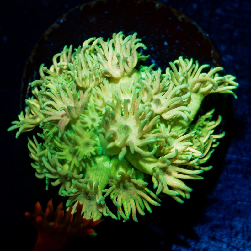 Encore Goniopora Coral with flower-like polyps in reef aquarium