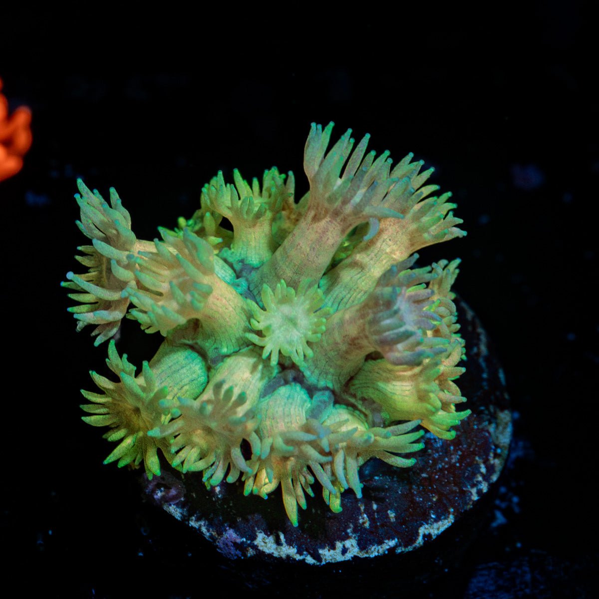 Encore Goniopora Coral with flower-like polyps in reef aquarium