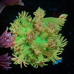 Encore Goniopora with flower-like polyps in reef aquarium