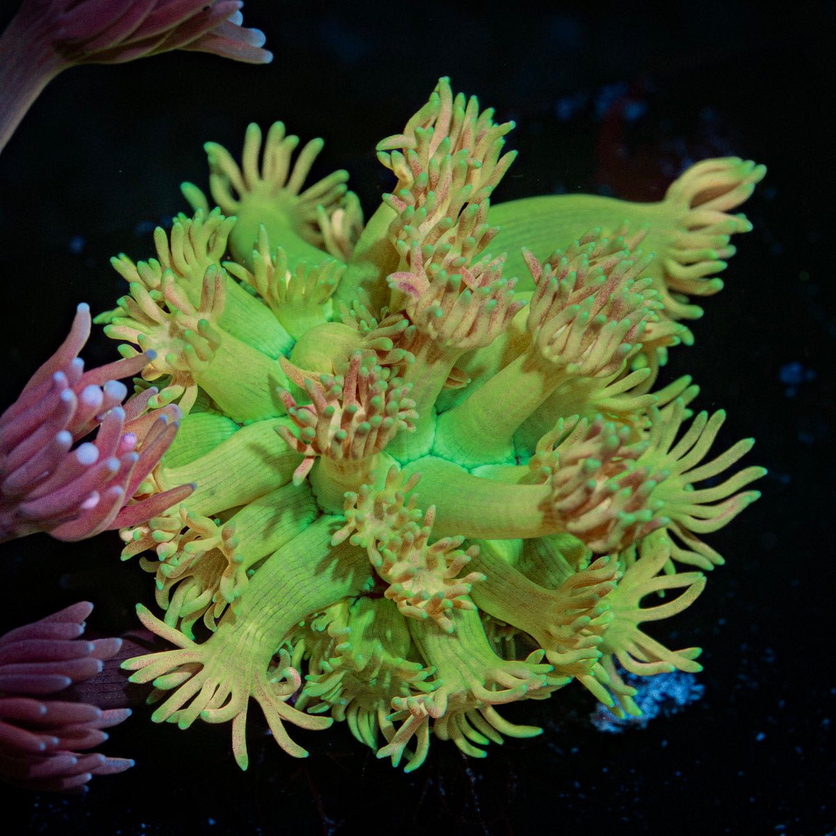 Encore Goniopora with flower-like polyps in reef aquarium