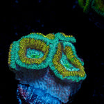 Excalibur Acan Coral with fleshy polyps in reef aquarium