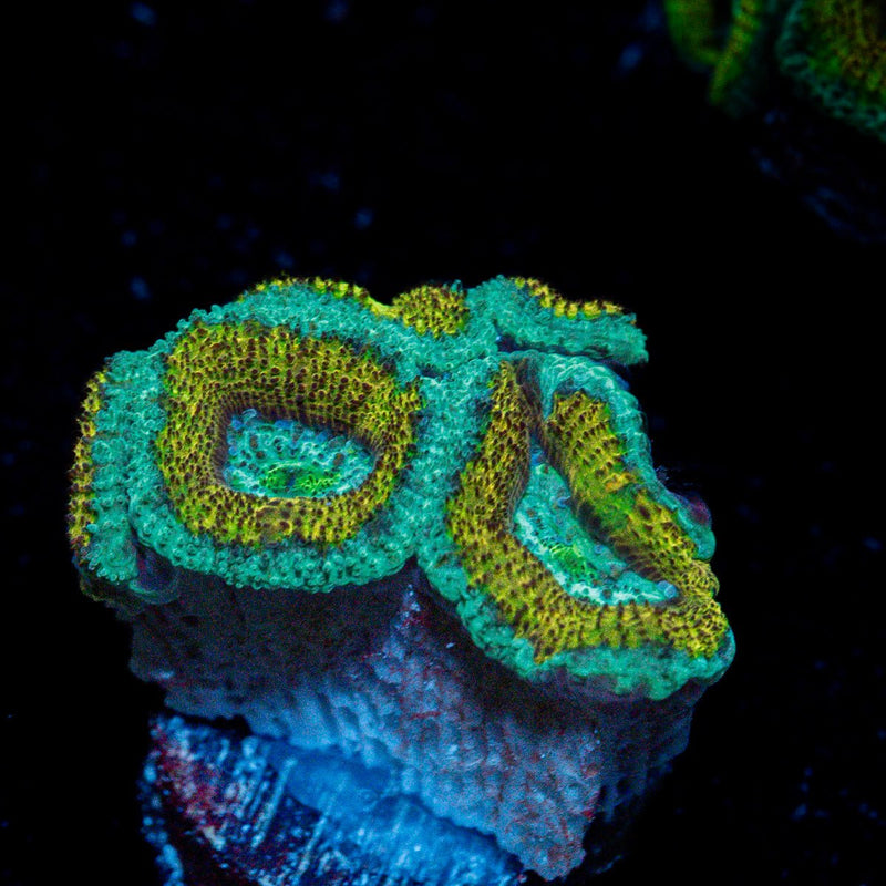 Excalibur Acan Coral with fleshy polyps in reef aquarium