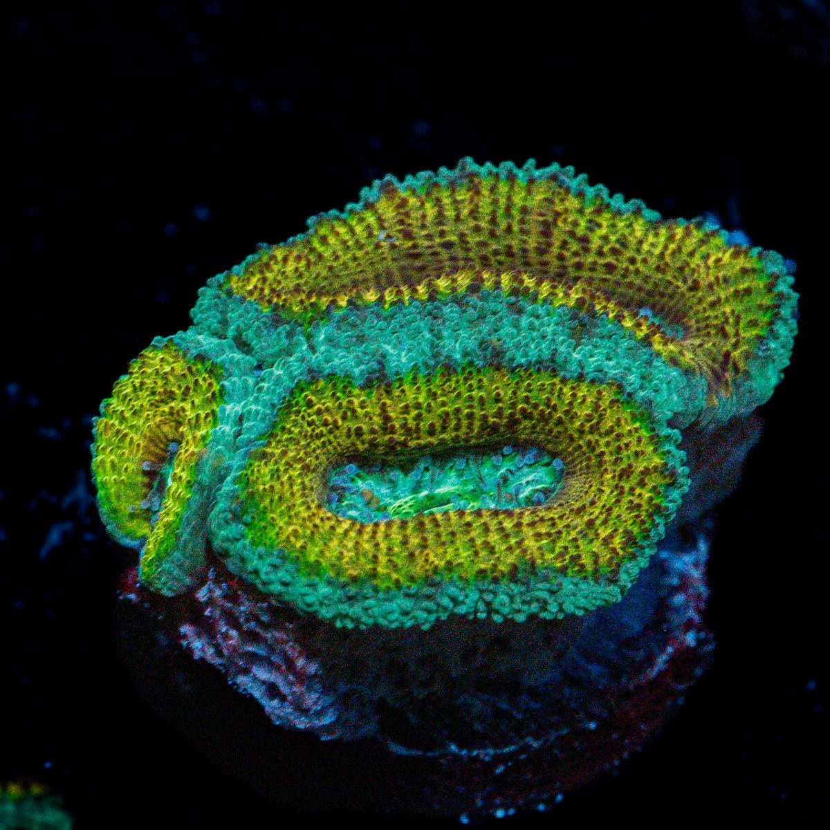 Excalibur Acan Coral with fleshy polyps in reef aquarium
