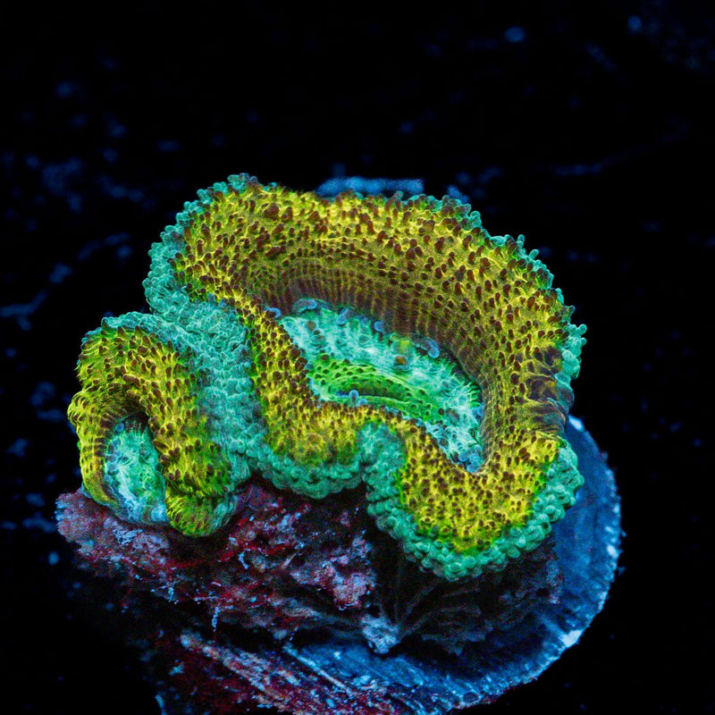 Excalibur Acan Coral with fleshy polyps in reef aquarium