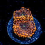 Fairy Farts Zoanthid Coral colony growth in reef aquarium