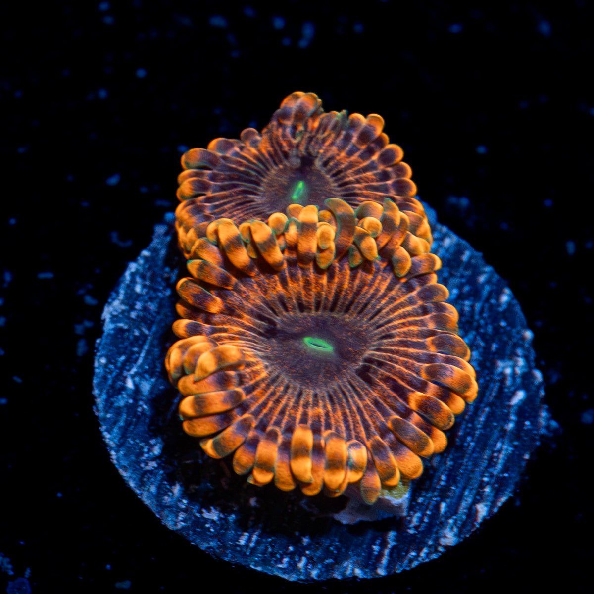 Fairy Farts Zoanthid Coral colony growth in reef aquarium
