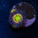 Fairy Tales Zoanthid Coral with colony growth in reef aquarium