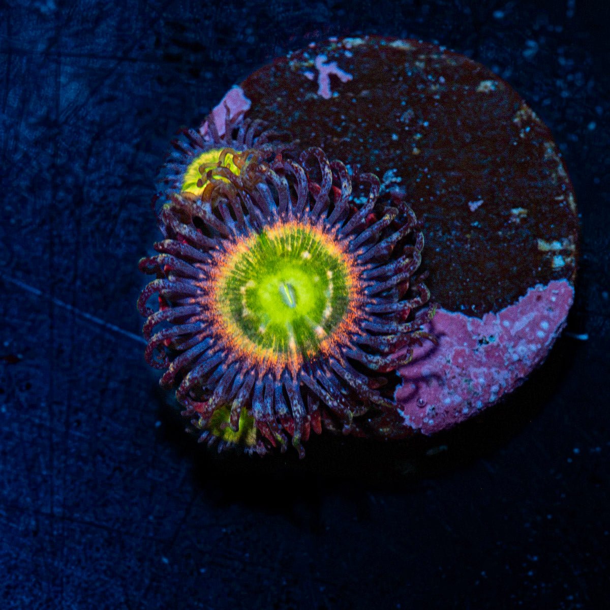 Fairy Tales Zoanthid Coral with colony growth in reef aquarium