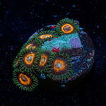 Fairy Tales Zoanthid Coral colony growth in reef aquarium