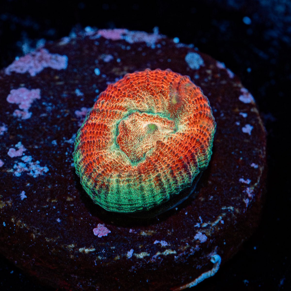 Fantasmo Favia with intricate patterns and textures in a saltwater aquarium