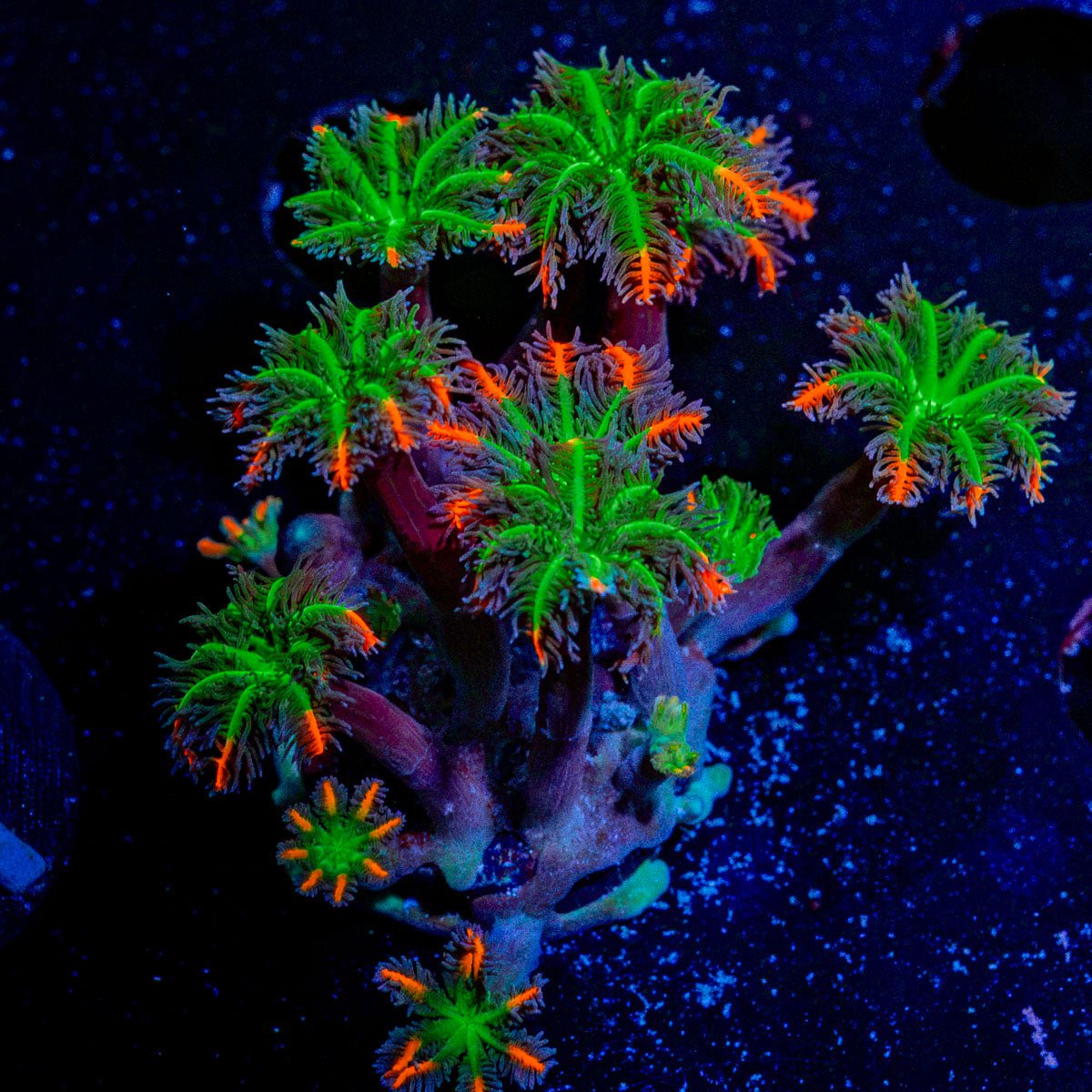 FireWork Clove Polyps Coral with soft polyps in reef aquarium