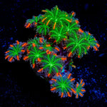 FireWork Clove Polyps Coral with soft polyps in reef aquarium