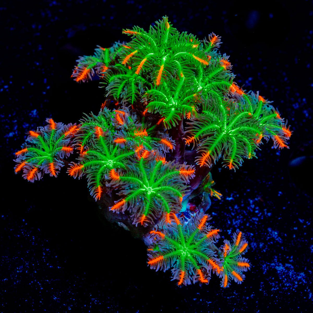 FireWork Clove Polyps Coral with soft polyps in reef aquarium