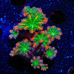 FireWork Clove Polyps Coral with soft polyps in reef aquarium