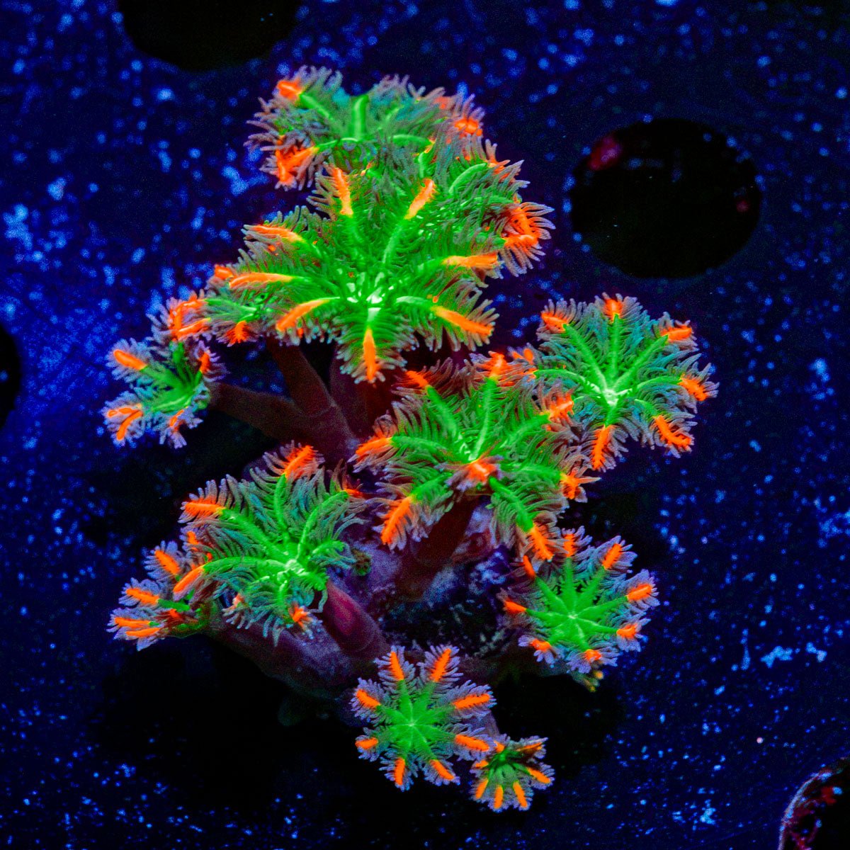 FireWork Clove Polyps Coral with soft polyps in reef aquarium