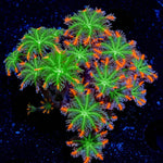 FireWork Clove Polyps Coral with soft polyps in reef aquarium