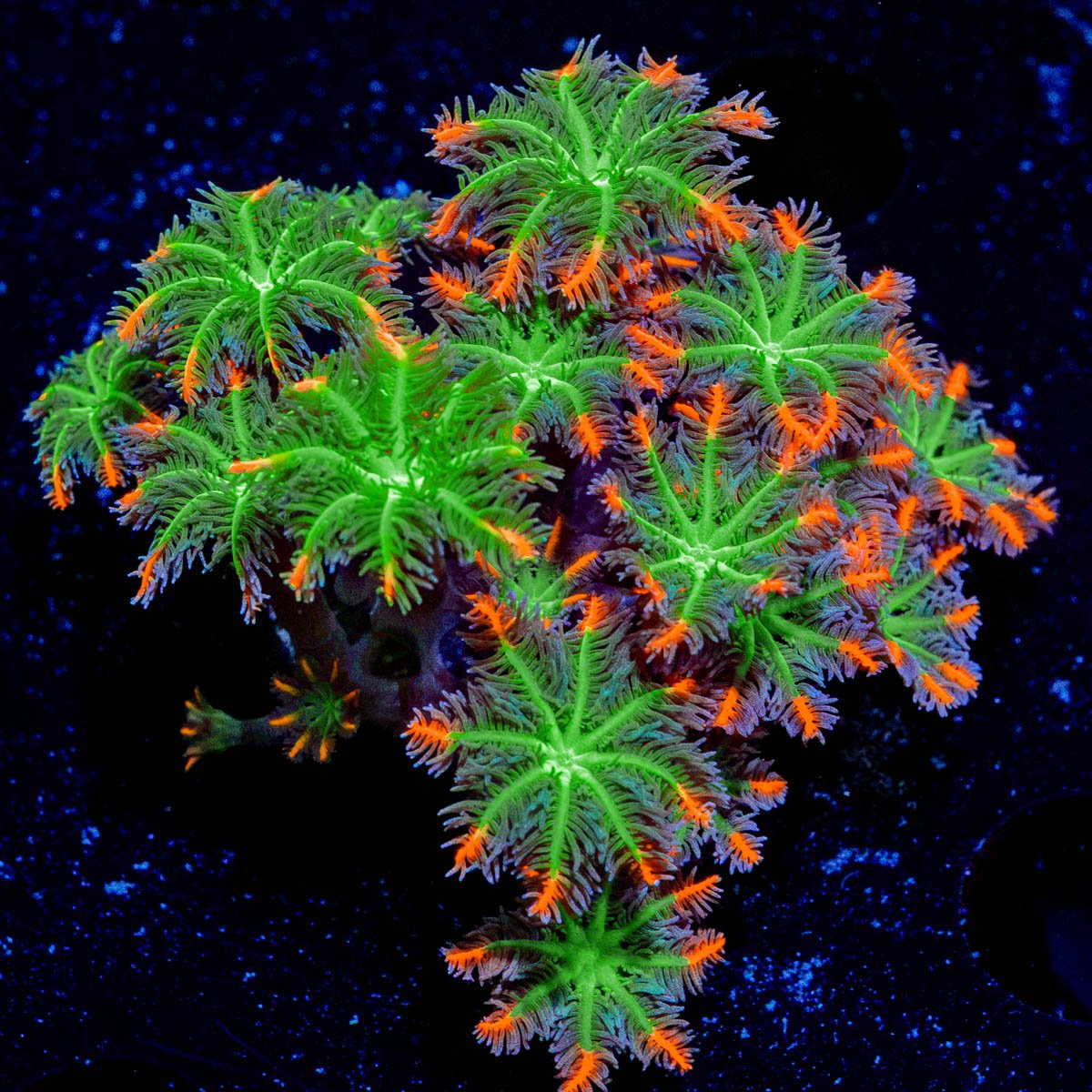 FireWork Clove Polyps Coral with soft polyps in reef aquarium