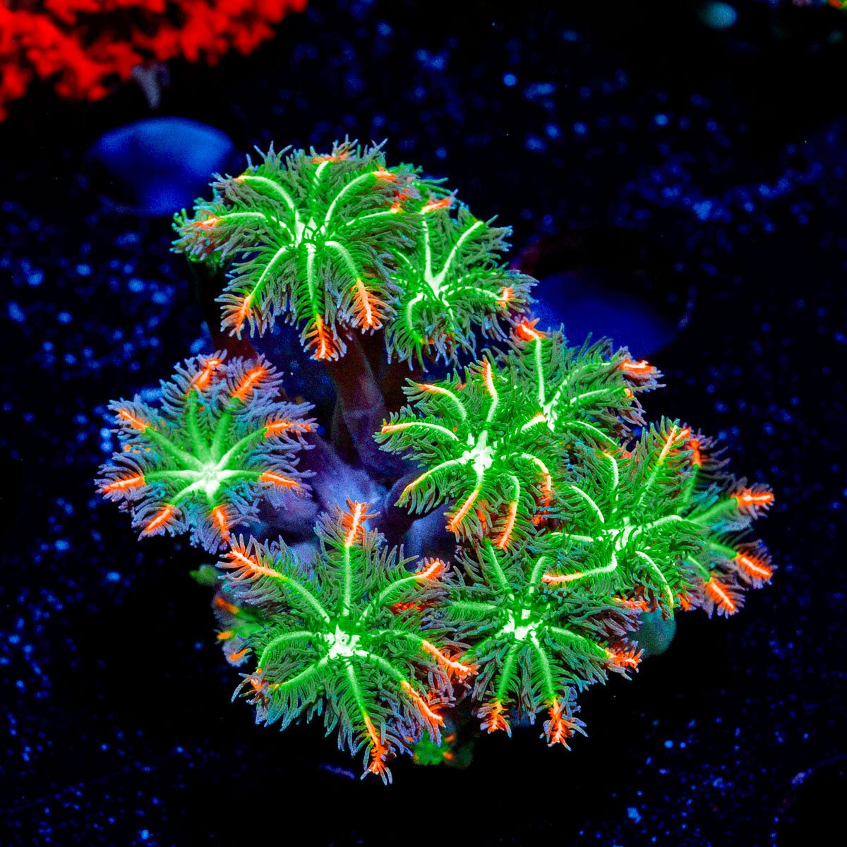 FireWork Clove Polyps Coral with soft polyps in reef aquarium