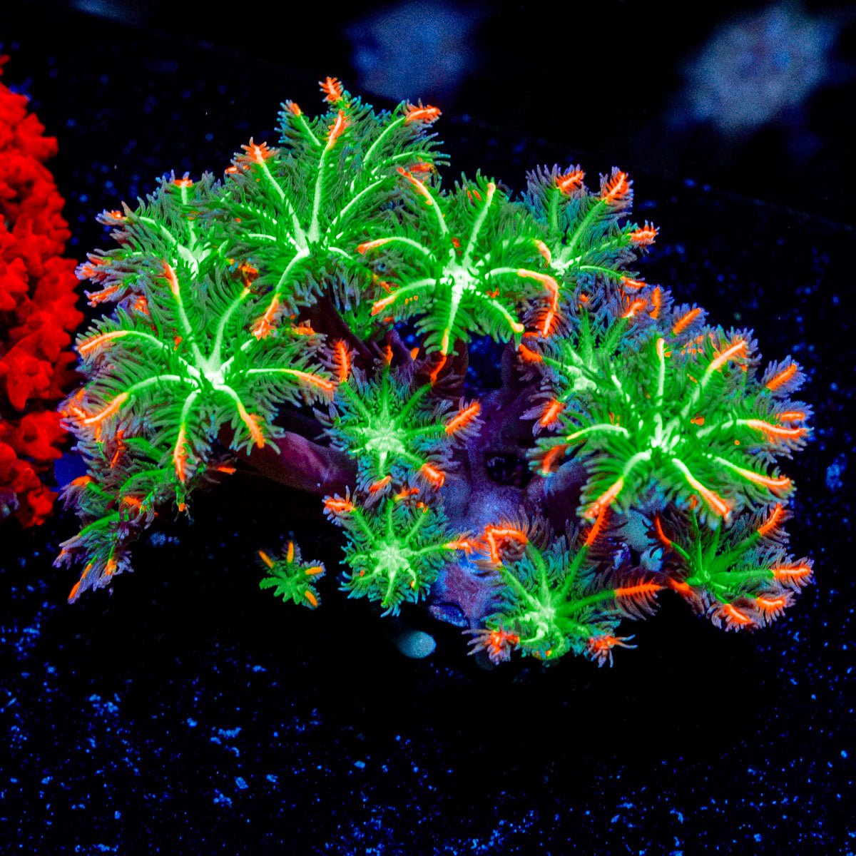 FireWork Clove Polyps Coral with soft polyps in reef aquarium