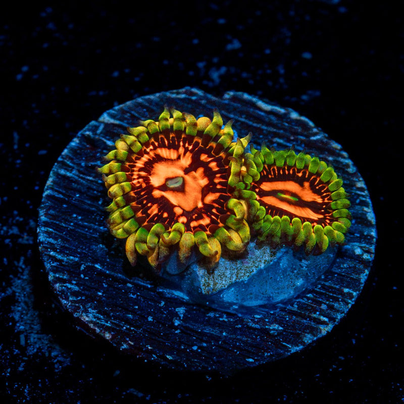 Flaming Mohican Zoanthid Coral colony growth in reef aquarium