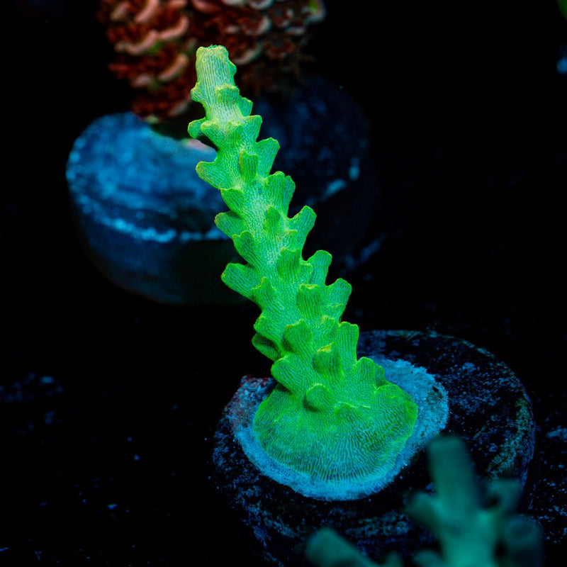 Fools Gold Acropora Coral
