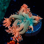 Forbidden Fruit Goniopora with flower-like polyps in reef aquarium