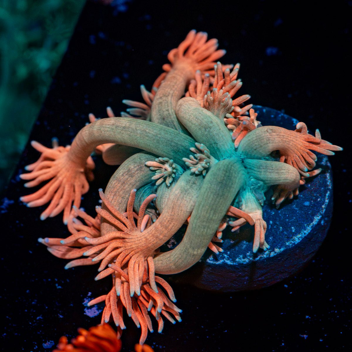 Forbidden Fruit Goniopora with flower-like polyps in reef aquarium