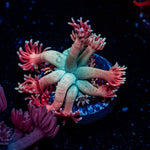 Forbidden Frutti Goniopora Coral with flower-like polyps in reef aquarium