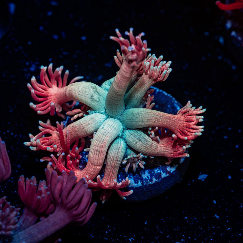 Forbidden Frutti Goniopora Coral with flower-like polyps in reef aquarium