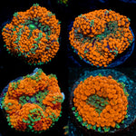Four Vivid Orange Ricordea Mushroom Corals with mushroom discs in reef aquarium