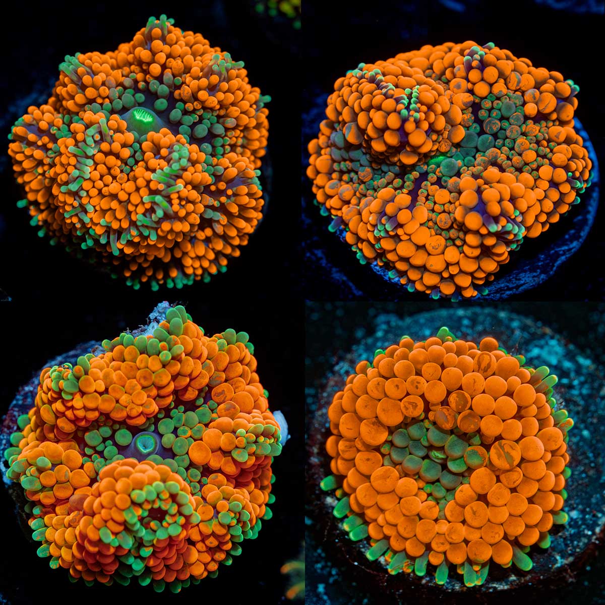 Four Vivid Orange Ricordea Mushroom Corals with mushroom discs in reef aquarium