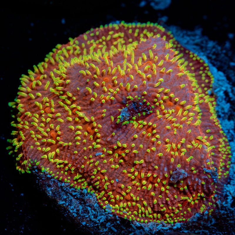 Freak Hair Lithio Coral with encrusting growth in reef aquarium