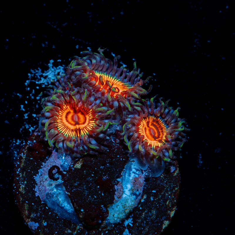 Fruit Ninja Zoanthid Coral with colony growth in reef aquarium