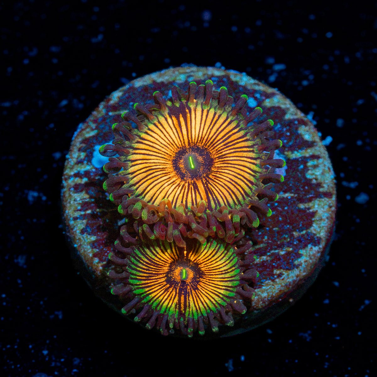Fruit Ninja Zoanthid Coral colony growth in reef aquarium
