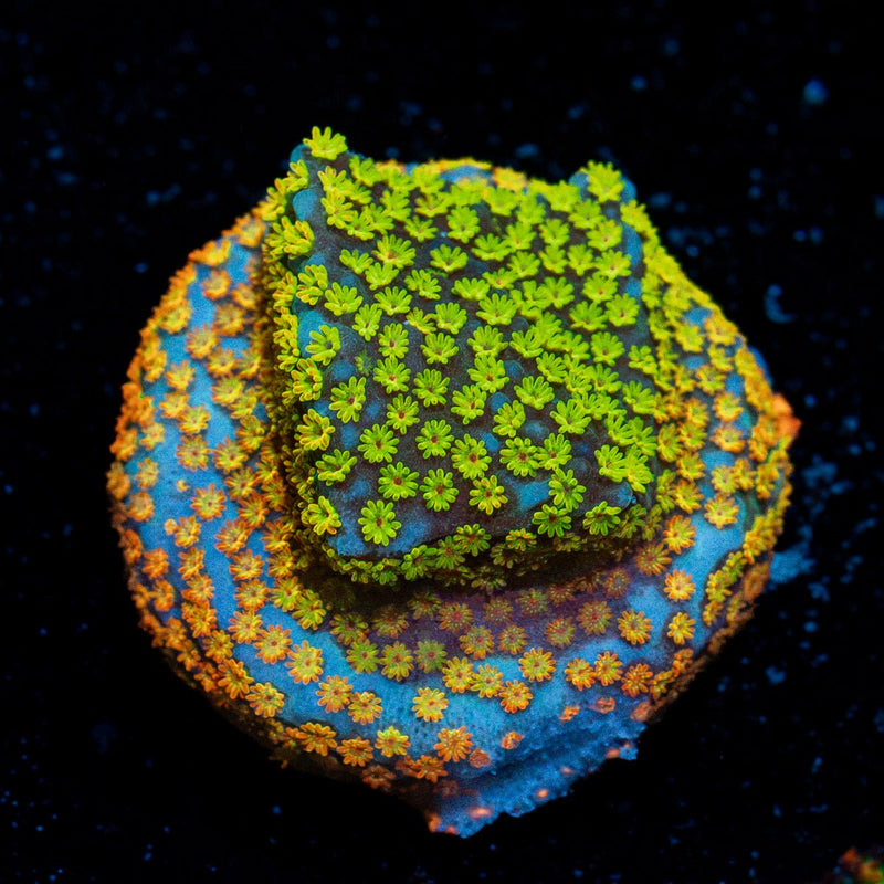 Fruity Pebbles Montipora Coral with branching growth in reef aquarium
