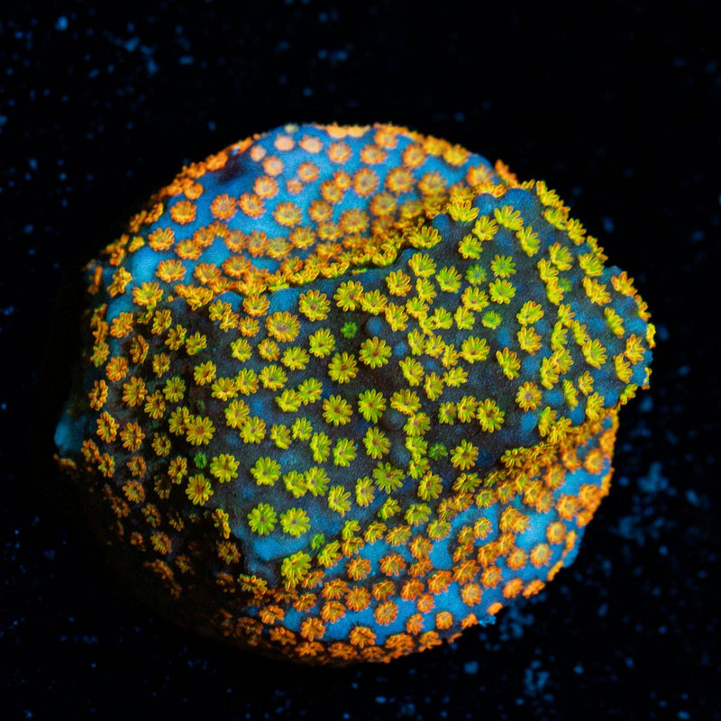 Fruity Pebbles Montipora Coral with branching growth in reef aquarium