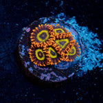 Frutti Loop Zoanthid Coral colony growth in reef aquarium