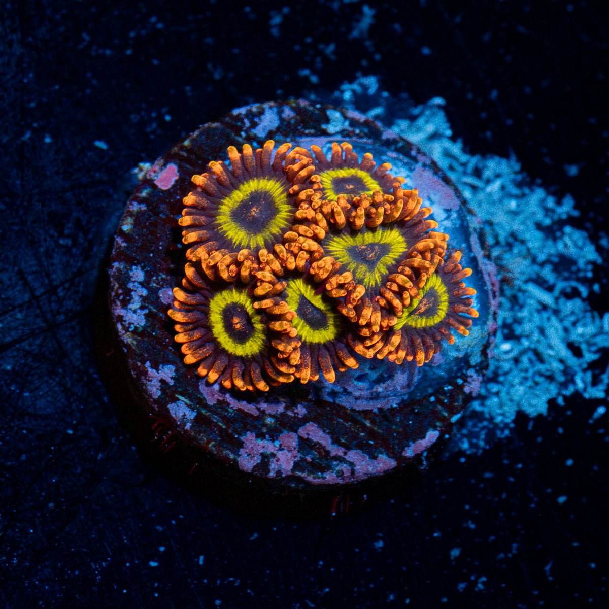 Frutti Loop Zoanthid Coral colony growth in reef aquarium