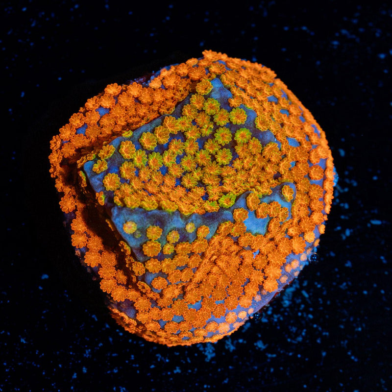 Frutti Pebbles Montipora Coral with branching growth in reef aquarium