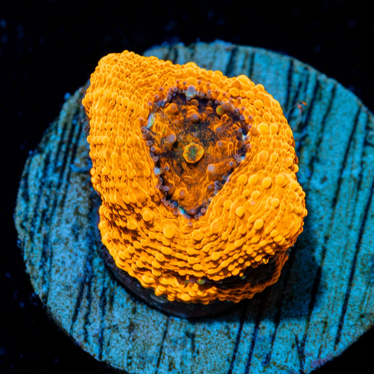 Fugo acan Echinata Coral with fleshy polyps in reef aquarium