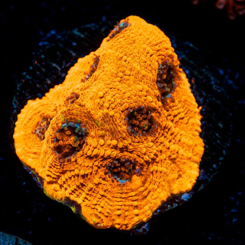 Fugo acan Echinata Coral with fleshy polyps in reef aquarium
