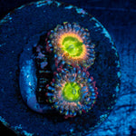 Funny D Zoanthid colony growth in reef aquarium environment