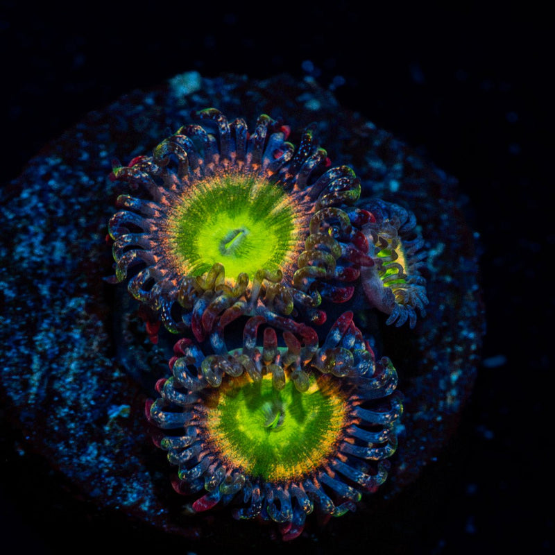 Funny D Zoanthid Coral
